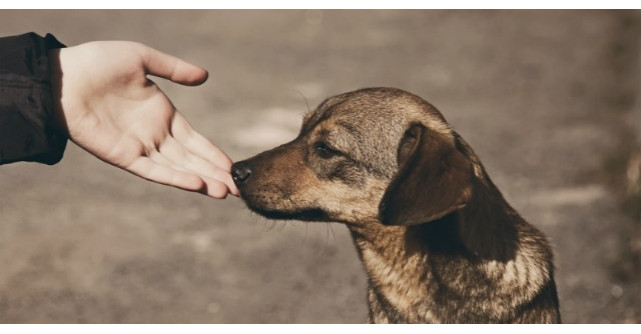 Calea ta in viata: E simplu. Fii fericit!