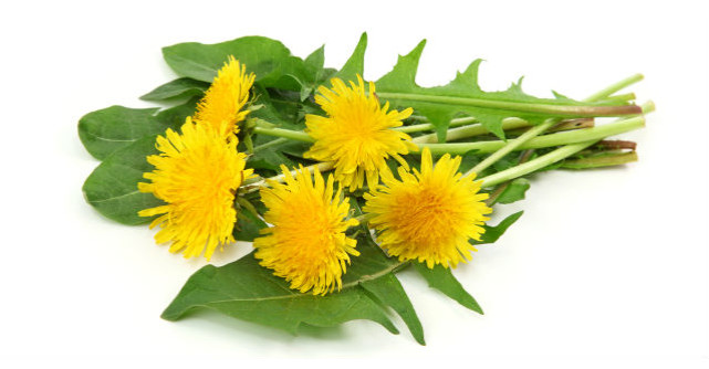 Cinci motive pentru a manca frunze de papadie, daca tii la sanatatea ta