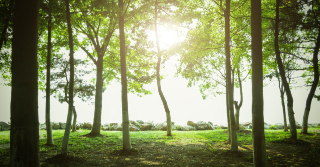 De cati copaci e nevoie pentru a reduce poluarea cu dioxid de carbon