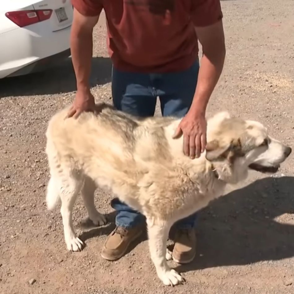 Animalele au inimi mai mari ca oamenii! El este Buford, câinele erou care a salvat un copil de 2 ani din sălbăticia Arizonei