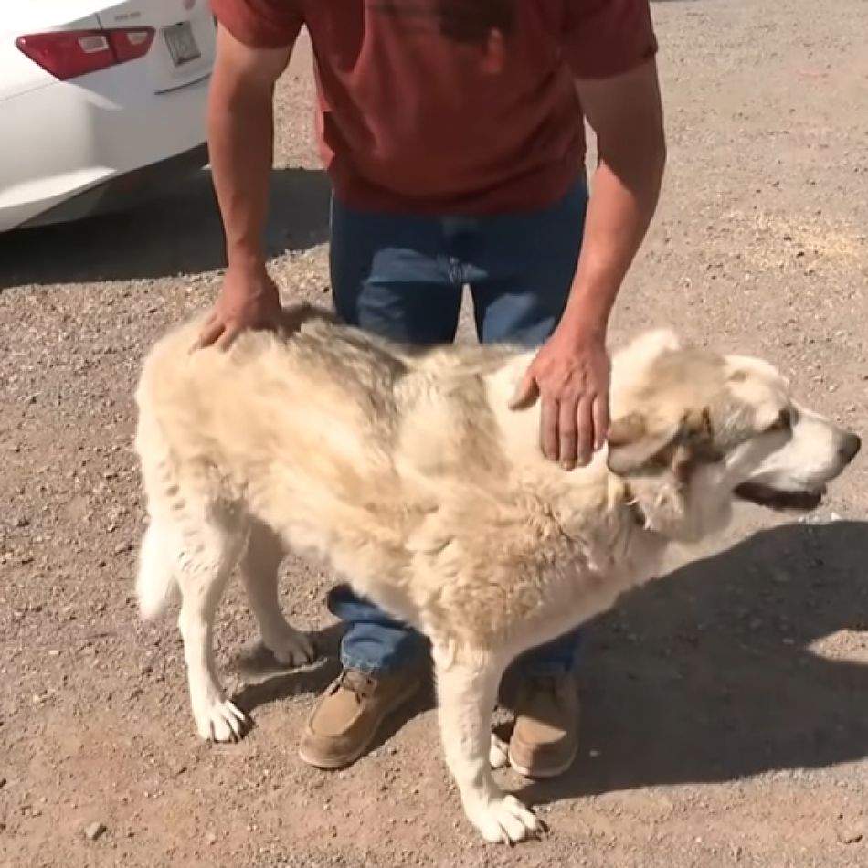 Animalele au inimi mai mari ca oamenii! El este Buford, câinele erou care a salvat un copil de 2 ani din sălbăticia Arizonei