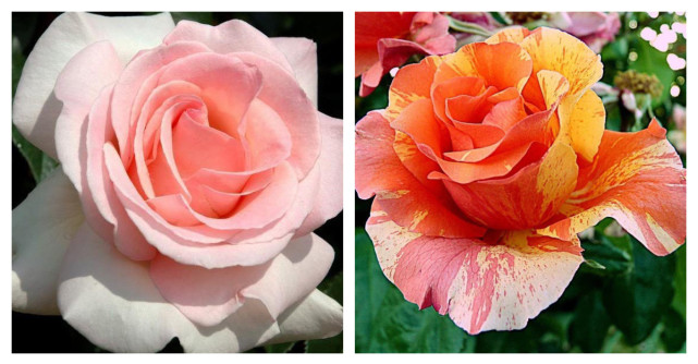 Top 10 cei mai frumoși trandafiri franțuzești