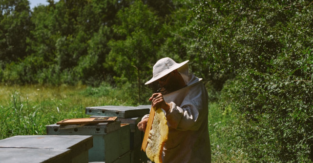 Care este starea apiculturii în România și de ce avem nevoie de o legislație clară cu privire la etichetare și origine