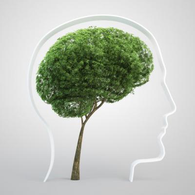 Planta care poate sa iti creasca memoria cu 75%!