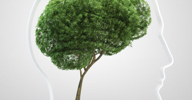 Planta care poate sa iti creasca memoria cu 75%!