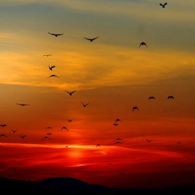 Spune-mi ce zodie esti pentru a afla la ce sa te astepti in luna mai