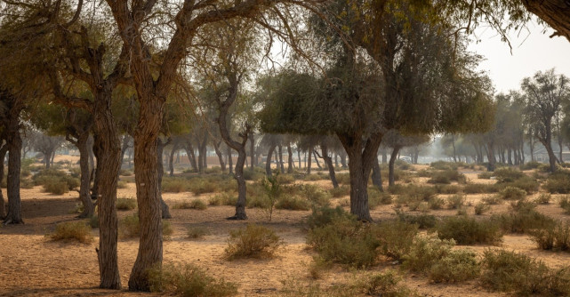 La umbra arborelui Ghaf – Inima verde a deșertului din  Ras Al Khaimah