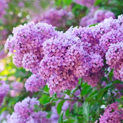 Proprietati miraculoase ale florilor de liliac. Putini stiu asta