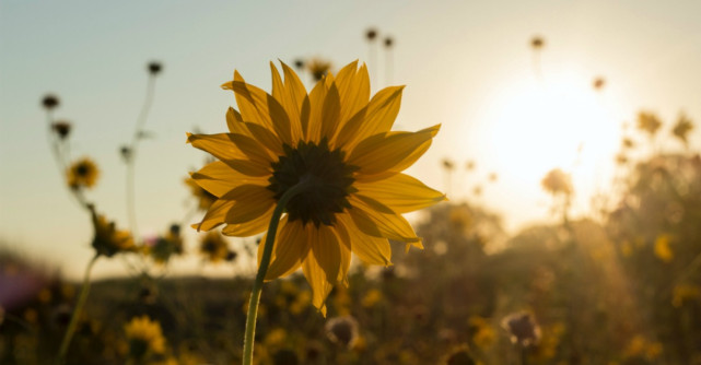 9 Ingrediente esentiale pentru a fi o persoana fericita