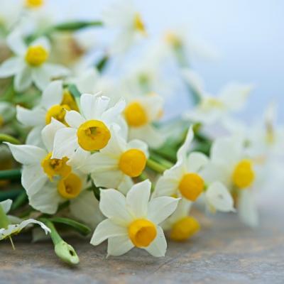 Ceaiul de narcise are efecte miraculoase