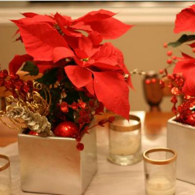 (P)Totul despre poinsettia sau Steaua Craciunului