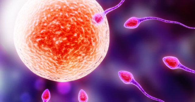 Crioconservarea de ovocite sau cum sa conservi... OVULELE