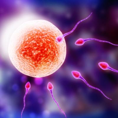 Crioconservarea de ovocite sau cum sa conservi... OVULELE