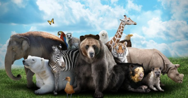 Cele mai uimitoare curiozitati despre animale