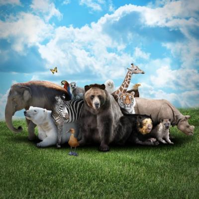 Cele mai uimitoare curiozitati despre animale