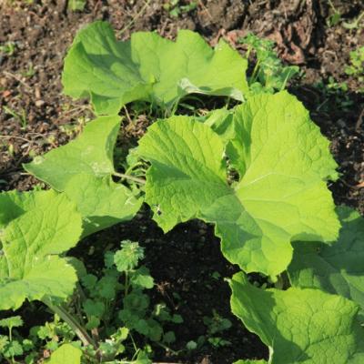 Este cea mai banala buruiana, insa are efecte miraculoase. Trateaza diabetul, reumatismul si acneea