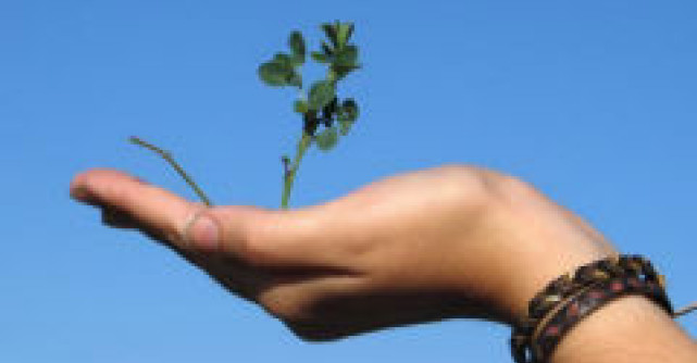 Calitatile medicinale ale Cimbrului