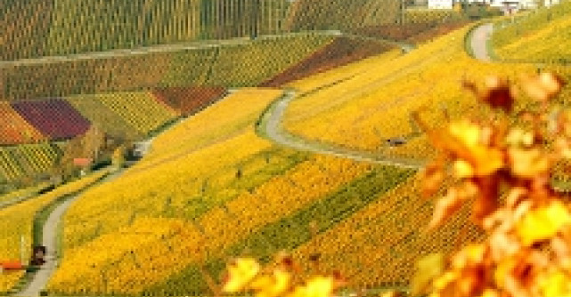 Orasul Stuttgart celebreaza vinul