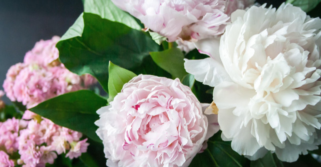 Top 4 soiuri de bujori celebri pe care merită să îi ai în gradină!