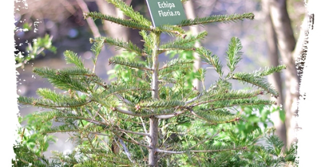 Brazii de Craciun, replantati de echipa Floria.ro in localitatea Cetateni, Arges