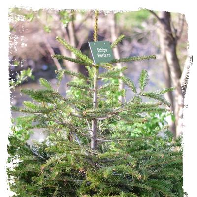 Brazii de Craciun, replantati de echipa Floria.ro in localitatea Cetateni, Arges