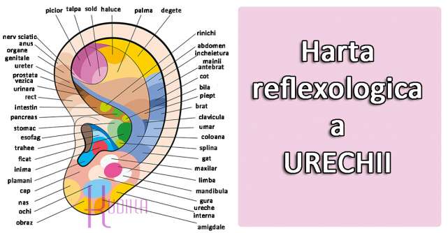 Harta NEVAZUTA a URECHII: zonele reflexogene pe care le folosesc si medicii