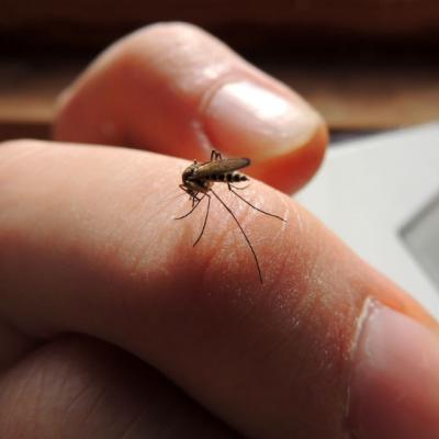 7 remedii naturale eficace pentru intepaturile de tantari