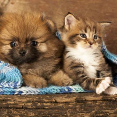 Imagini adorabile cu animale