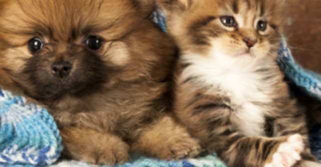 Imagini adorabile cu animale