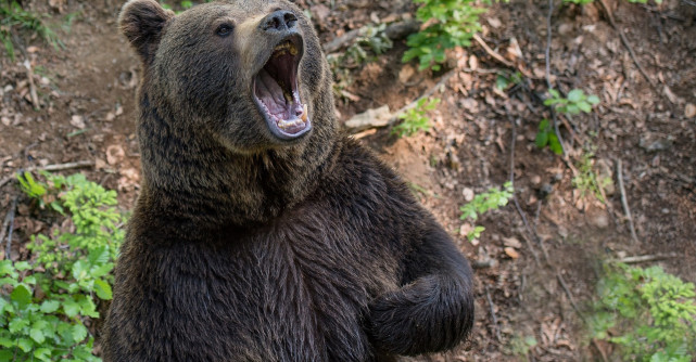 Ce înseamnă când visezi urși - Interpretarea viselor cu urși