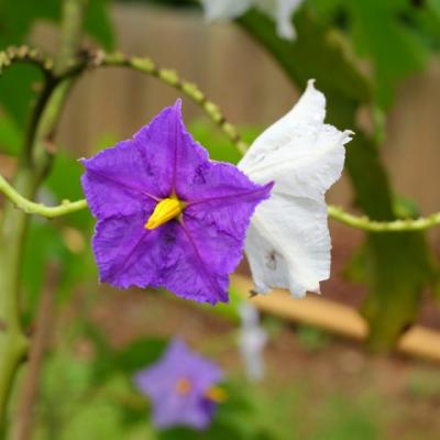 Cea mai sanatoasa leguma din lume: Sute de ani a fost denigrata din cauza gustului ei amarui