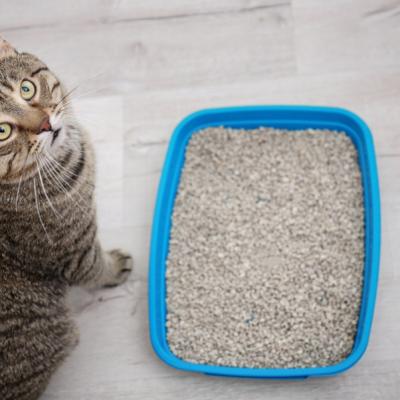 La cât timp se curăță litiera pisicii