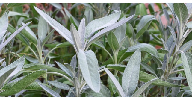 Planta sfanta folosita de faraoni. Este darul lui Dumnezeu pentru oameni