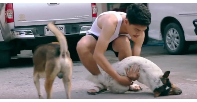 Video: Ia cainii fara stapan de pe strada. Ce face cu ei? Mi-a topit inima complet