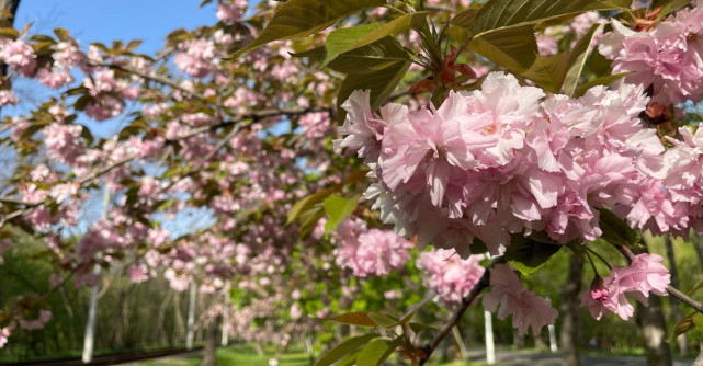 Brăila în mai: teatru, muzică și plimbări pe Dunăre