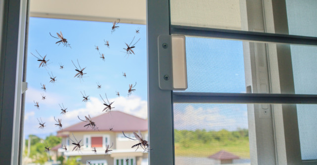 Cum te poți proteja de insecte vara aceasta
