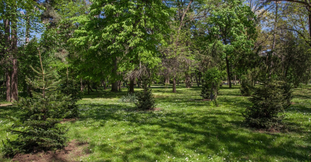 Floria a plantat brazii de Craciun in Herastrau