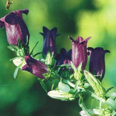 Fitoterapie traditionala si moderna