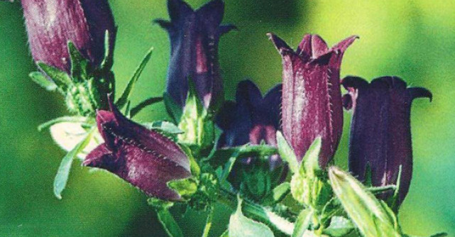 Fitoterapie traditionala si moderna