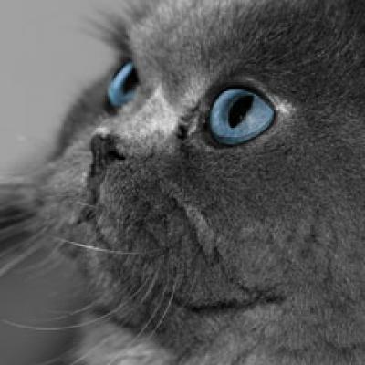 Boala Zgarieturii de Pisica