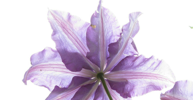 O colectie speciala cu urari de Florii