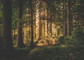 Un animal misterios considerat dispărut a fost văzut din nou în pădurile din Hunedoara