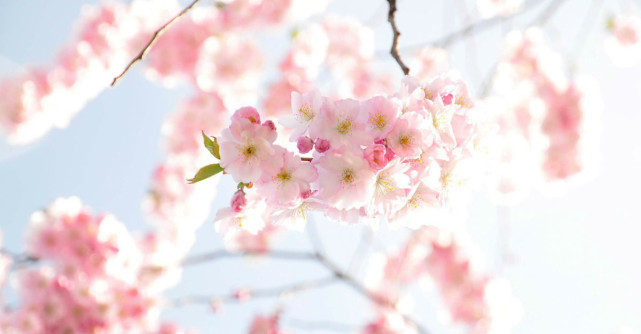 Mesaje si SMS de Florii: o colectie speciala