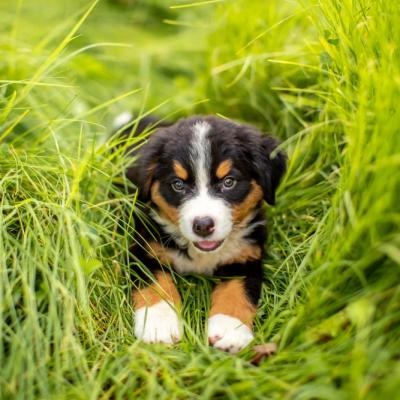 280+ Nume de câini băieți/fete. Alege numele patrupedului tău!