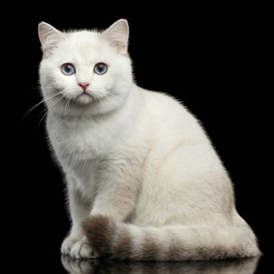 Zodiacul felinelor: Afla ce zodie este pisica ta