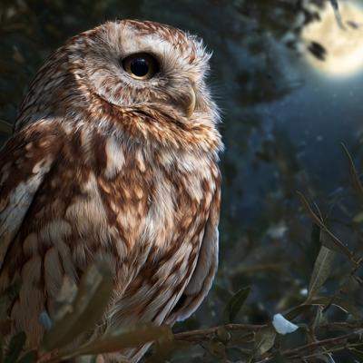 Cucuveaua – pasărea sacră purtătoare de vești de dincolo de văl. Ce să faci când auzi cucuveaua cântând?