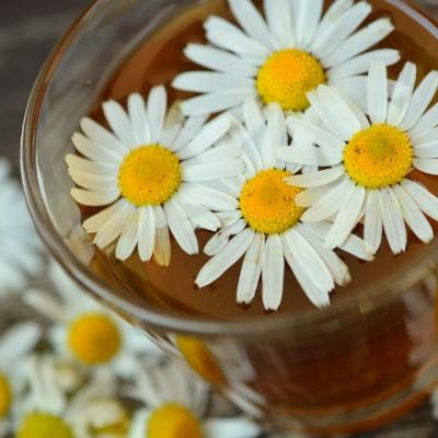 Beneficiile tamaduitoare ale Ceaiului de Musetel