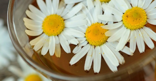 Beneficiile tamaduitoare ale Ceaiului de Musetel