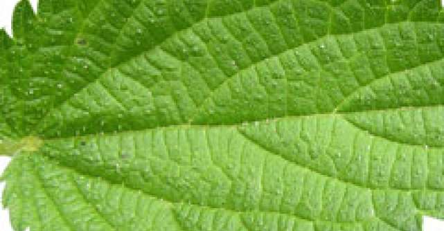 Urzica - Planta medicinala de mii de ani