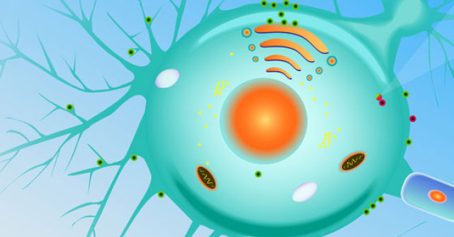 Premiul Nobel pentru medicina, acordat pentru descoperirea unor celule de tip 